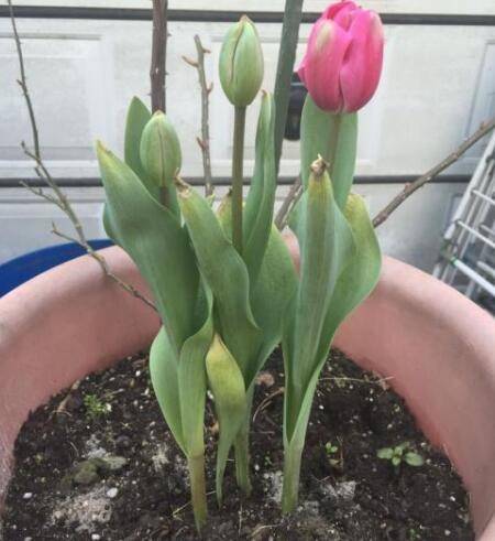 盆栽郁金香的日常养护技巧