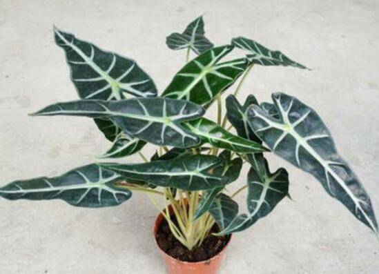 黑叶芋如何养护长得漂亮