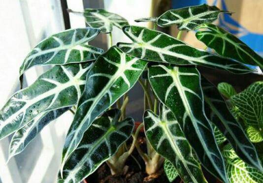 黑叶芋如何养护长得漂亮