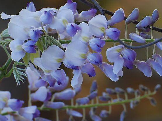 紫藤盆景的养护管理方法