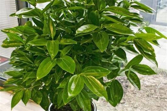 平安树枝繁叶茂怎么养?平安树的养殖方法