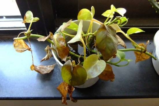 绿萝枯萎 入门级家庭植物养护秘笈 绿植杀手必备养花指南