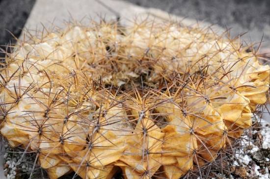 仙人球枯萎 入门级家庭植物养护秘笈 绿植杀手必备养花指南