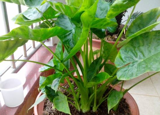 滴水观音 入门级家庭植物养护秘笈 绿植杀手必备养花指南