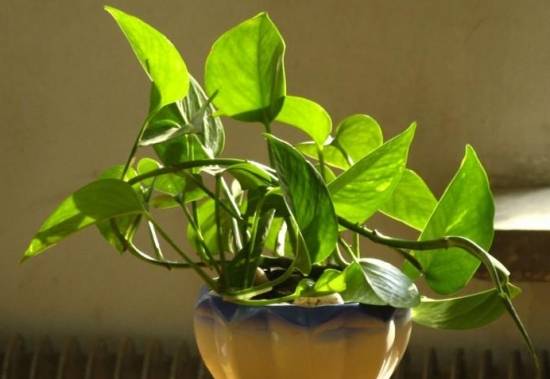 绿萝 入门级家庭植物养护秘笈 绿植杀手必备养花指南