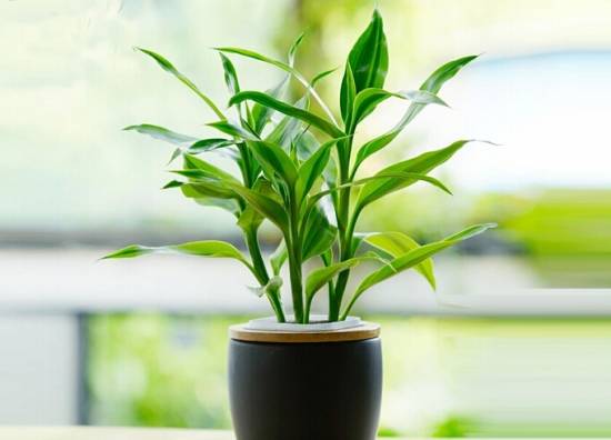 富贵竹 入门级家庭植物养护秘笈 绿植杀手必备养花指南