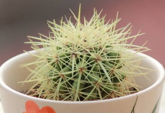 仙人球 入门级家庭植物养护秘笈 绿植杀手必备养花指南