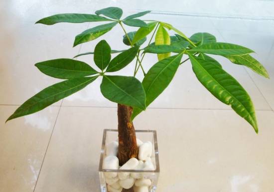 发财树 入门级家庭植物养护秘笈 绿植杀手必备养花指南