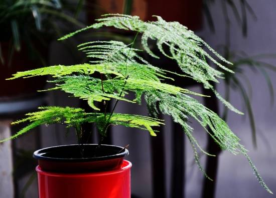 文竹 入门级家庭植物养护秘笈 绿植杀手必备养花指南