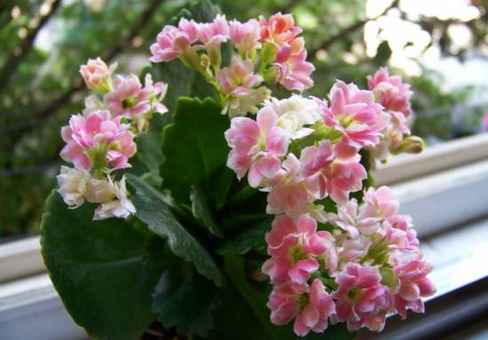 长寿花 入门级家庭植物养护秘笈 绿植杀手必备养花指南