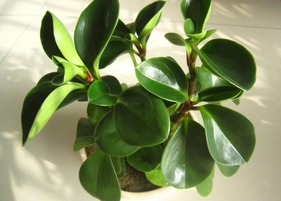 豆瓣绿 入门级家庭植物养护秘笈 绿植杀手必备养花指南