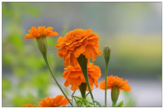 适合春季播种的花 春天适合种什么花?适合春季播种的花卉