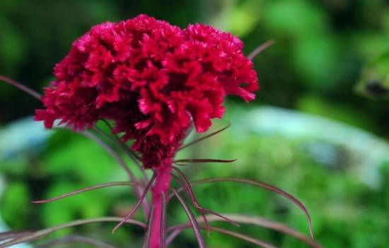 适合春季播种的花 春天适合种什么花?适合春季播种的花卉