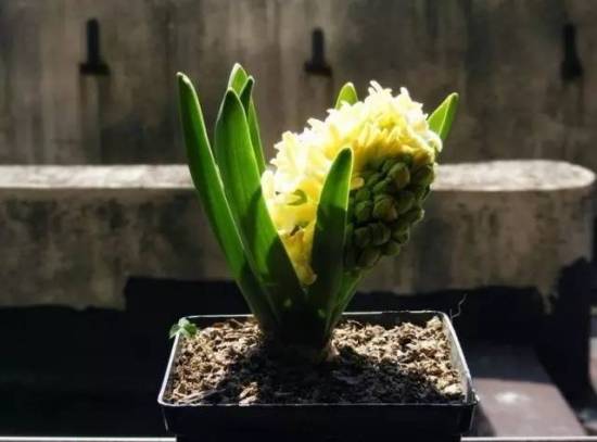 植物缺肥症状及对应的花肥沤制方法 分享植物缺肥症状及对应的花肥沤制方法