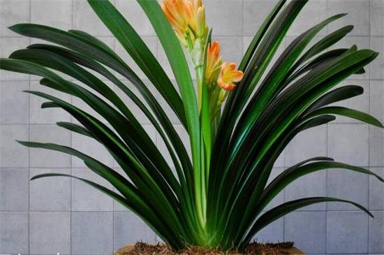 君子兰的挑选技巧:从叶片来辨别品种优劣