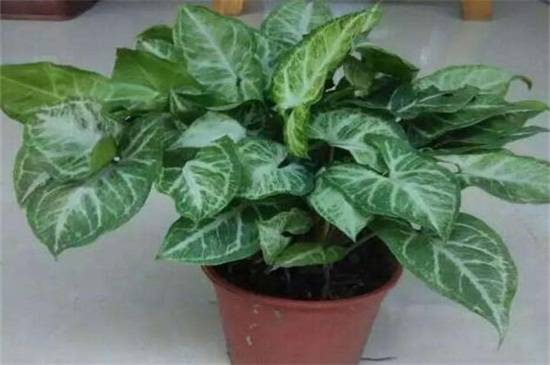 合果芋叶子耷拉的原因及养护方法分析