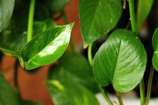 绿萝叶子焉了怎么办 这样可缓解绿萝变蔫现象