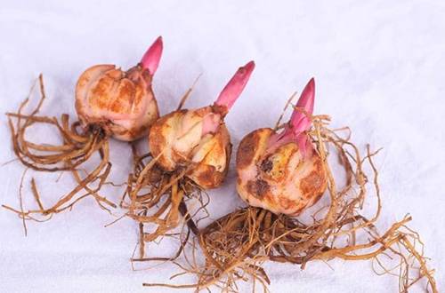 1550642146110608.jpg 花市买的盆栽百合花后怎么养护