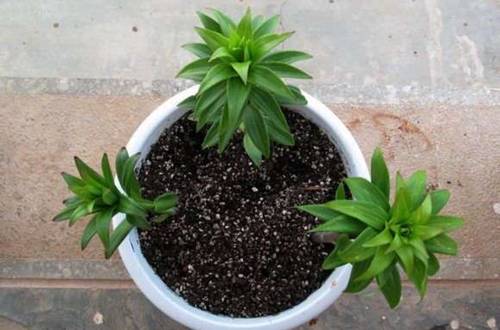 1550642203108939.jpg 花市买的盆栽百合花后怎么养护