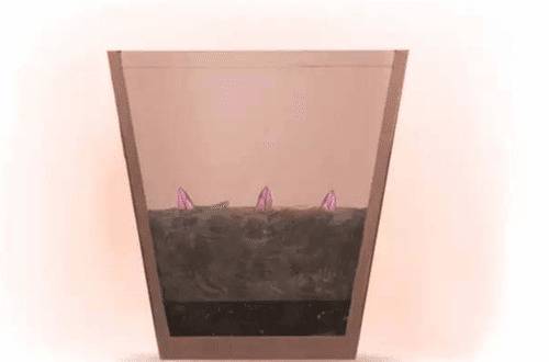 1550642190938006.jpg 花市买的盆栽百合花后怎么养护