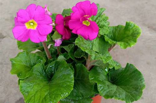 1550481121460483.jpg 报春花怎么养 报春花的养护方法和注意事项