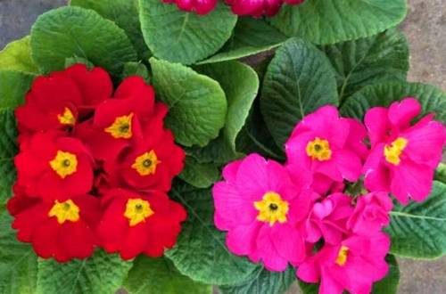 1550481143239988.jpg 报春花怎么养 报春花的养护方法和注意事项