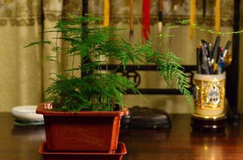 1550980473702278.jpg 文竹盆栽的日常养护要点