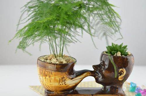 1550980453108999.jpg 文竹盆栽的日常养护要点