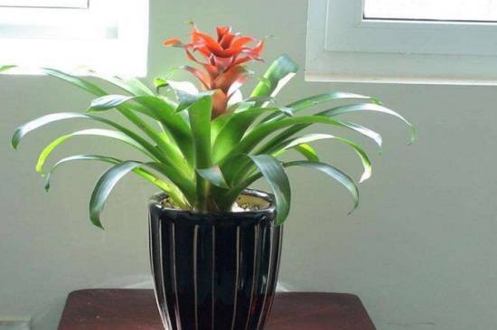 凤梨花的养殖方法和注意事项