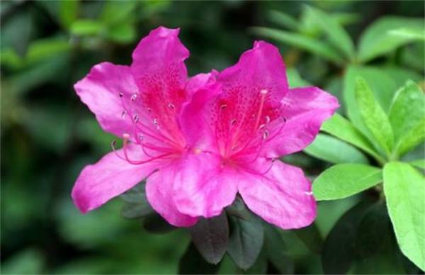 锦绣杜鹃怎么养?锦绣杜鹃的栽培方法