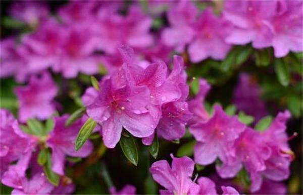 锦绣杜鹃怎么养?锦绣杜鹃的栽培方法