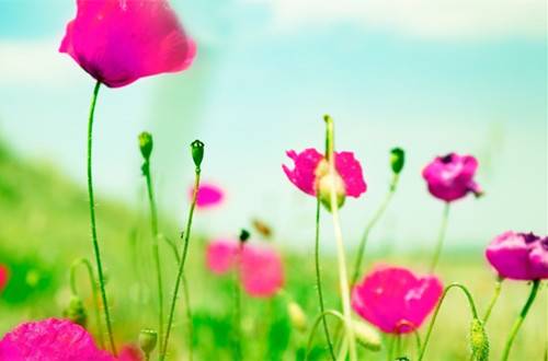 1464926420124624.jpg 春季家庭养花如何养护 分享六大注意事项