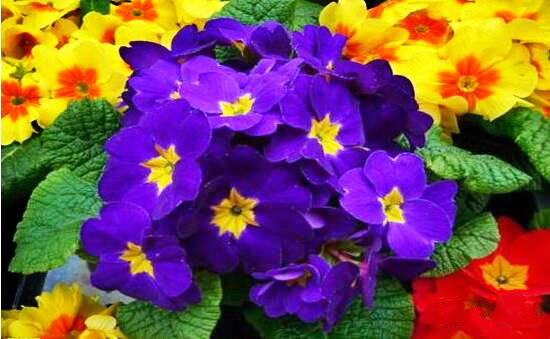 报春花的正确养殖方法