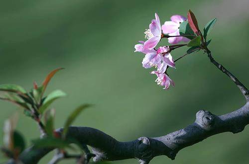 1552741703107553.jpg 盆栽花卉春分后怎么养护 五大关键要点注意