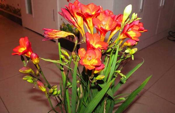 香雪兰最全养殖指南