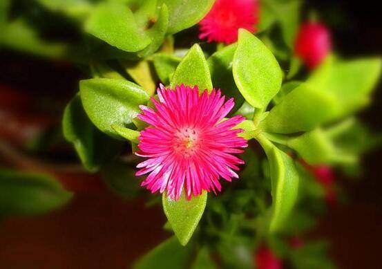 樱花吊兰五大养护技巧花开满盆