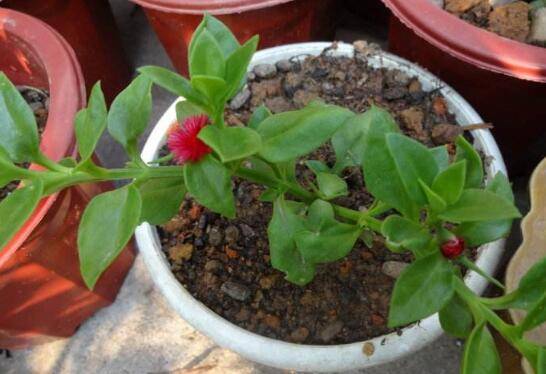 樱花吊兰五大养护技巧花开满盆