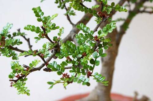 1463455799615354.jpg 盆栽清香木的养殖方法