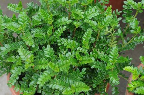 1463455810319640.jpg 盆栽清香木的养殖方法