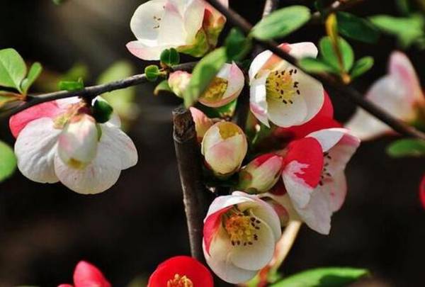 木瓜海棠的养殖方法和注意事项