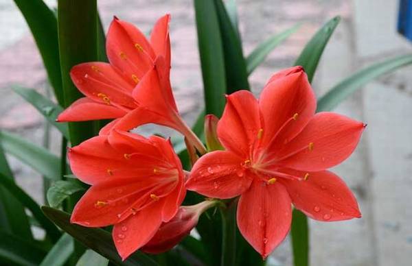 朱顶红盆栽怎么养 朱顶红的养殖方法