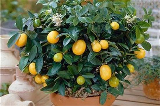 盆栽金桔春天的养殖方法