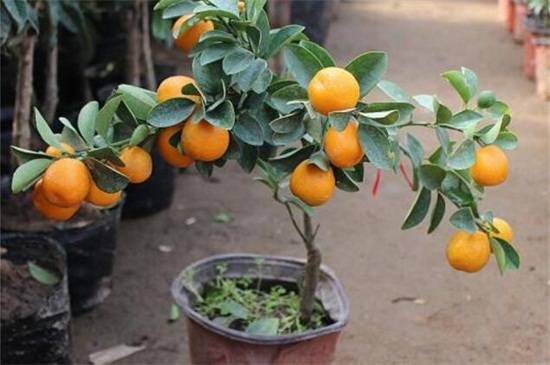 盆栽金桔春天的养殖方法