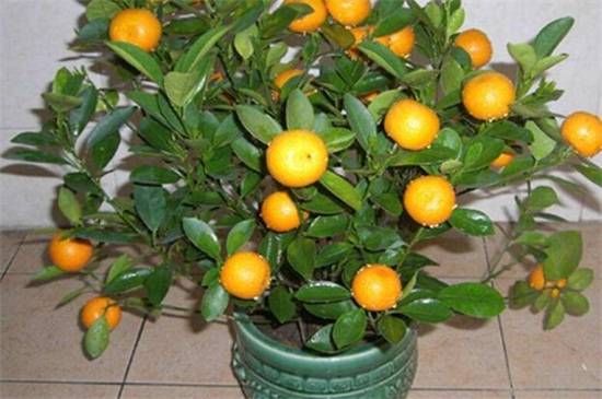 盆栽金桔春天的养殖方法
