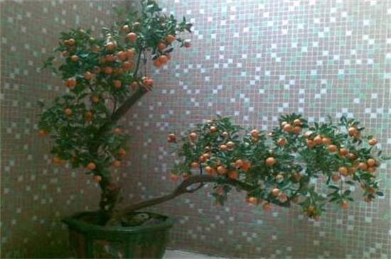 盆栽金桔春天的养殖方法
