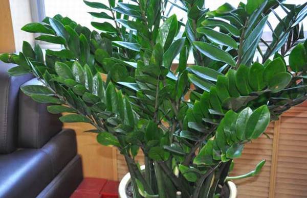 金钱树的养殖方法和注意事项