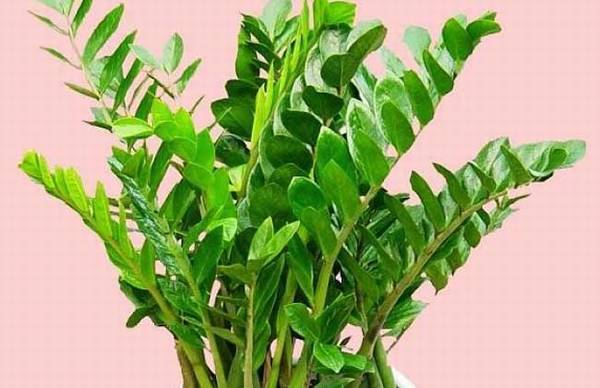 金钱树的养殖方法和注意事项