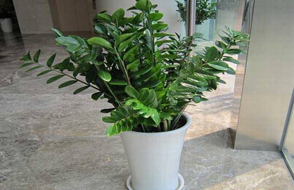 金钱树的养殖方法和注意事项