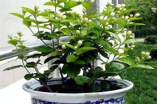 茉莉花什么时候开花