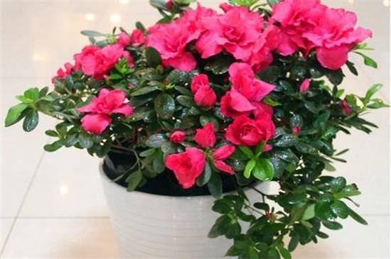 家养的杜鹃花萎蔫了怎么办,及时对症下药